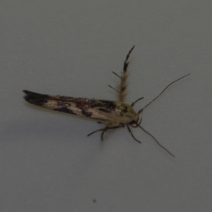 Stathmopoda melanochra at Corio, VIC - 4 Dec 2010 09:21 PM