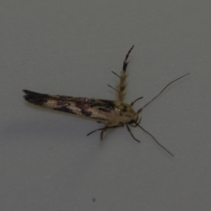 Stathmopoda melanochra (An Oecophorid moth (Eriococcus caterpillar)) at Corio, VIC by WendyEM