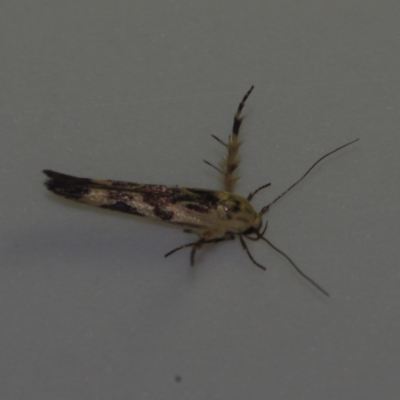 Stathmopoda melanochra (An Oecophorid moth (Eriococcus caterpillar)) at Corio, VIC - 4 Dec 2010 by WendyEM