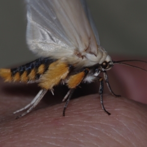 Maroga melanostigma at Corio, VIC - 4 Dec 2010 09:55 PM