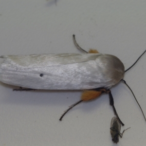 Maroga melanostigma at Corio, VIC - 4 Dec 2010 09:55 PM
