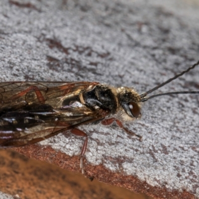 Tiphiidae (family) (Unidentified Smooth flower wasp) at Bruce Ridge to Gossan Hill - 5 Jul 2024 by kasiaaus