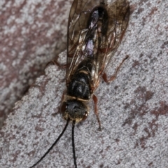 Tiphiidae (family) at Bruce Ridge to Gossan Hill - 5 Jul 2024