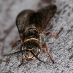 Tiphiidae (family) at Bruce Ridge to Gossan Hill - 5 Jul 2024 10:43 AM