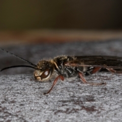 Tiphiidae (family) at Bruce Ridge to Gossan Hill - 5 Jul 2024