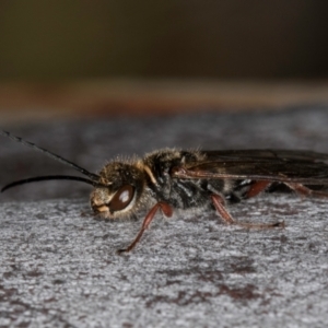 Tiphiidae (family) at Bruce Ridge to Gossan Hill - 5 Jul 2024 10:43 AM