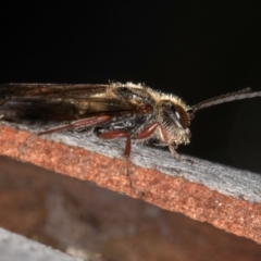 Tiphiidae (family) at Bruce Ridge to Gossan Hill - 5 Jul 2024 10:43 AM