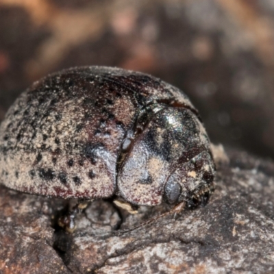 Trachymela sp. (genus) (Brown button beetle) at Bruce Ridge to Gossan Hill - 5 Jul 2024 by kasiaaus