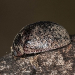 Trachymela sp. (genus) at Bruce Ridge to Gossan Hill - 5 Jul 2024