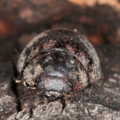 Trachymela sp. (genus) at Bruce Ridge to Gossan Hill - 5 Jul 2024