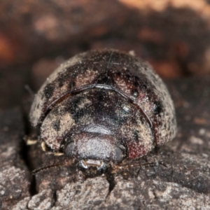 Trachymela sp. (genus) at Bruce Ridge to Gossan Hill - 5 Jul 2024