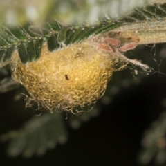 Unverified Insect at Bruce Ridge to Gossan Hill - 5 Jul 2024 by kasiaaus