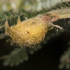 Unidentified Insect at Bruce Ridge to Gossan Hill - 5 Jul 2024 by kasiaaus