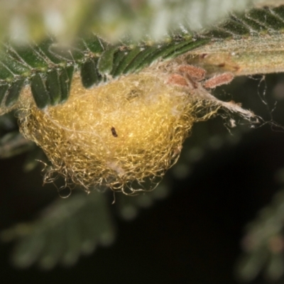 Unidentified Insect at Bruce Ridge to Gossan Hill - 5 Jul 2024 by kasiaaus