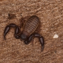 Conicochernes sp. (genus) (Chernetid Pseudoscorpion) at Bruce Ridge to Gossan Hill - 5 Jul 2024 by kasiaaus