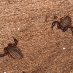 Conicochernes sp. (genus) at Bruce Ridge to Gossan Hill - 5 Jul 2024