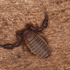 Conicochernes sp. (genus) at Bruce Ridge to Gossan Hill - 5 Jul 2024