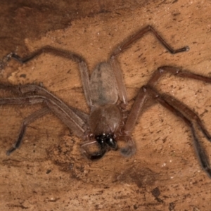 Delena cancerides at Bruce Ridge to Gossan Hill - 5 Jul 2024 10:56 AM