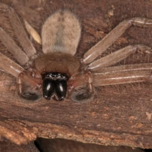 Delena cancerides at Bruce Ridge to Gossan Hill - 5 Jul 2024 10:56 AM