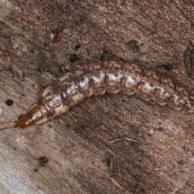 Neuroptera (order) (Unidentified lacewing) at Bruce Ridge to Gossan Hill - 5 Jul 2024 by kasiaaus