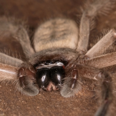 Delena cancerides (Social huntsman spider) at Bruce Ridge to Gossan Hill - 5 Jul 2024 by kasiaaus