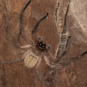 Delena cancerides at Bruce Ridge to Gossan Hill - 5 Jul 2024