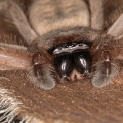 Delena cancerides at Bruce Ridge to Gossan Hill - 5 Jul 2024