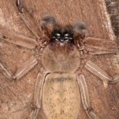 Delena cancerides at Bruce Ridge to Gossan Hill - 5 Jul 2024