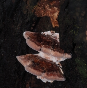 Rhodofomitopsis lilacinogilva at Dalmeny, NSW - 5 Jul 2024