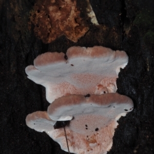 Rhodofomitopsis lilacinogilva at Dalmeny, NSW - 5 Jul 2024