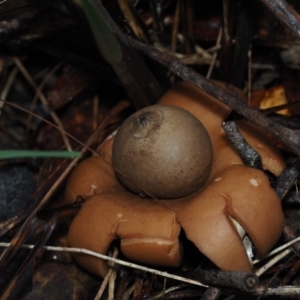 Geastrum triplex at Dalmeny, NSW - 5 Jul 2024 12:44 PM