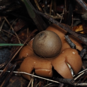 Geastrum triplex at Dalmeny, NSW - 5 Jul 2024