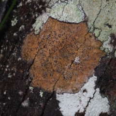 Unidentified Lichen at Dalmeny, NSW - 5 Jul 2024 by Bushrevival
