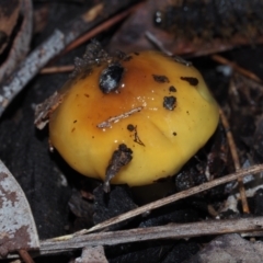 Cortinarius sinapicolor (Slimy Yellow Cortinar) at Dalmeny, NSW - 5 Jul 2024 by Bushrevival
