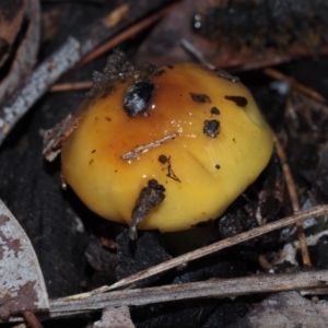 Cortinarius sinapicolor at Dalmeny, NSW - 5 Jul 2024