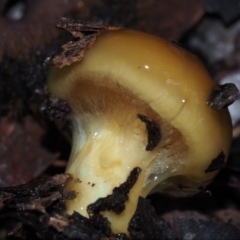 Cortinarius sinapicolor at Dalmeny, NSW - 5 Jul 2024