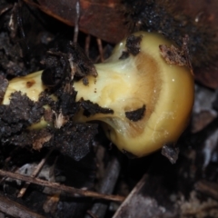 Cortinarius sinapicolor at Dalmeny, NSW - 5 Jul 2024