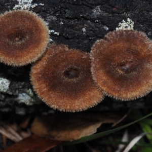 Lentinus fasciatus at Dalmeny, NSW - 5 Jul 2024