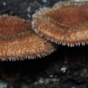 Lentinus fasciatus at Dalmeny, NSW - 5 Jul 2024