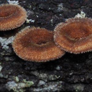 Lentinus fasciatus at Dalmeny, NSW - 5 Jul 2024