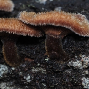 Lentinus fasciatus at Dalmeny, NSW - 5 Jul 2024