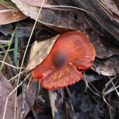 Cortinarius persplendidus at Broulee Moruya Nature Observation Area - 5 Jul 2024 by LisaH