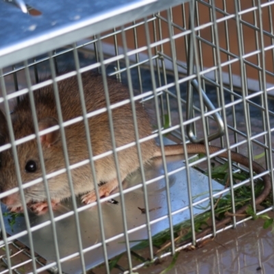 Rattus rattus at Broulee Moruya Nature Observation Area - 5 Jul 2024 by LisaH