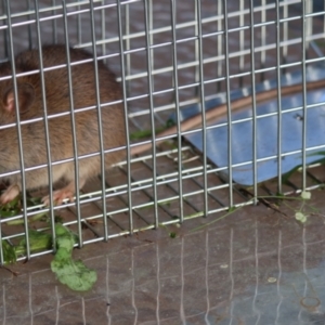 Rattus rattus at Broulee Moruya Nature Observation Area - 6 Jul 2024