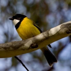 Pachycephala pectoralis (Golden Whistler) at Florey, ACT - 5 Jul 2024 by KorinneM