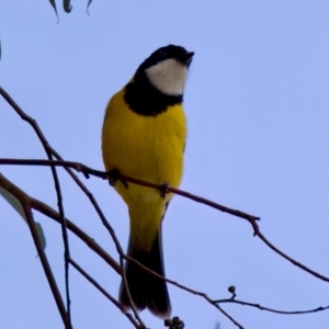 Pachycephala pectoralis at Florey, ACT - 5 Jul 2024