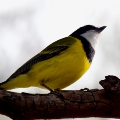 Pachycephala pectoralis at Florey, ACT - 5 Jul 2024