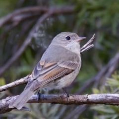 Pachycephala pectoralis (Golden Whistler) at Florey, ACT - 5 Jul 2024 by KorinneM