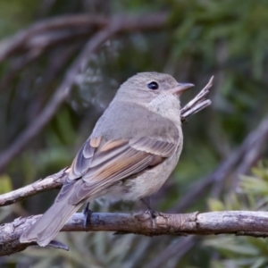 Pachycephala pectoralis at Florey, ACT - 5 Jul 2024