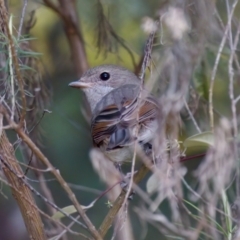 Pachycephala pectoralis at Florey, ACT - 5 Jul 2024